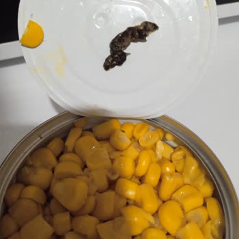 Son Kullanma Tarihi Geçmemiş Üründen Böceğe Benzer Cisim Çıkması