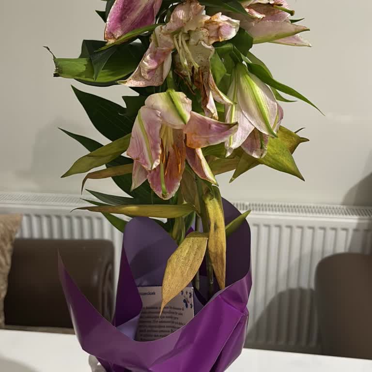 Taze Çiçek | Tazecicek.com Teslimat Gecikmesi Ve Solmuş Çiçekle Yaşanan Mağduriyet