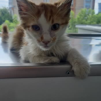 Veteriner Kliniğindeki İhmaller Yüzünden Minik Dostumuzu Kaybettik