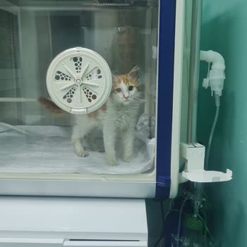 Veteriner Kliniğindeki İhmaller Yüzünden Minik Dostumuzu Kaybettik