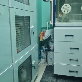 Veteriner Kliniğindeki İhmaller Yüzünden Minik Dostumuzu Kaybettik