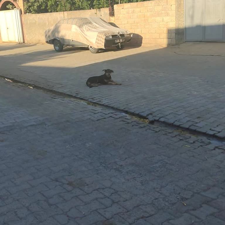 Başıboş Köpeklerin Mahallede Tehlike Oluşturması