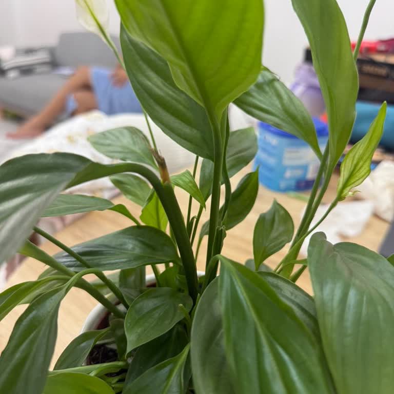 Çiçeksepeti Gelen Hediye Çiçek Kırık ve Solmuş, Şikayetimiz Dikkate Alınmadı