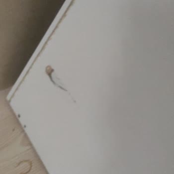 Evmoda Teslimat Sonrası Hasarlı Ürünler ve Eksik Parça Sorunu