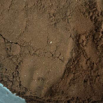 Kahvede Beyaz Tanecikler Ve Düşen Ürün Kalitesi Endişesi