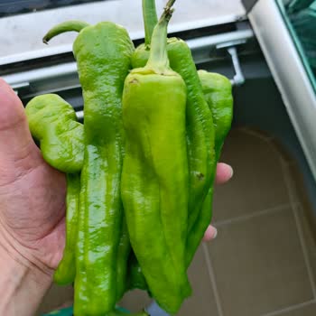 Eksik Ve Bozuk Ürünler, İade Yapılmadı, Sorunlar Çözülmüyor