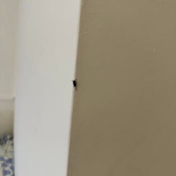 Rizom Tatil Köyü Sıkıntıları!