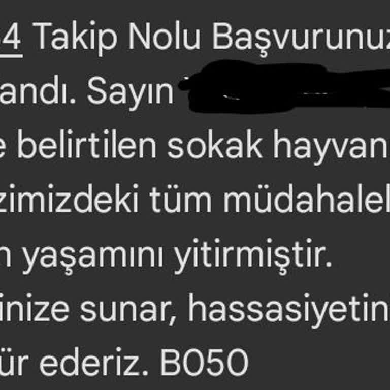 Teslim Edilen Sokak Kedisi Hakkında Bilgisiz Ve İhmalkar Yaklaşım