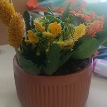 Çiçeksepeti Şikayeti