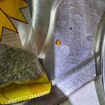 Kuru Nanede Uğurböceği Çıkması Nedeniyle Sağlık Endişesi