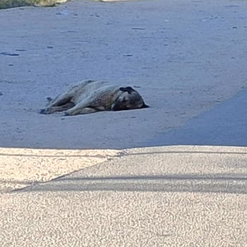 Parklarda Başıboş Köpekler Nedeniyle Güvenlik Endişesi