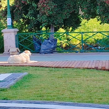 Parklarda Başıboş Köpekler Nedeniyle Güvenlik Endişesi