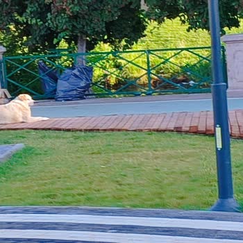 Parklarda Başıboş Köpekler Nedeniyle Güvenlik Endişesi
