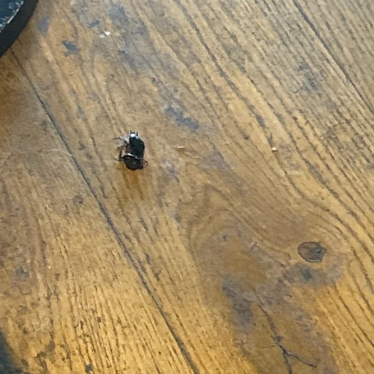 Starbucks Şubesinde Hijyen Eksikliği Ve Böcek Sorunu