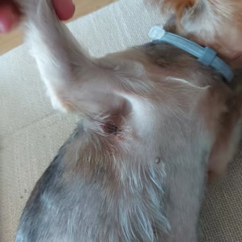 Çayyolu Pet Grooming Tıraş Sonrası Yara Oluşması