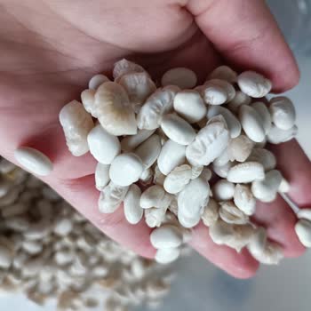 Migros'tan Aldığım Dermason Fasulye Kalitesiz Çıktı