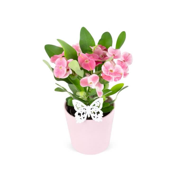 Stokta Olmayan Çiçek Satışıyla Mağduriyet Yaşadım