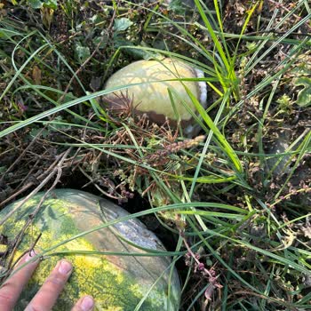 Sel Sonrası Hasar Oranının Düşük Hesaplanması Ve Eksper Raporlarıyla İlgili Mağduriyet