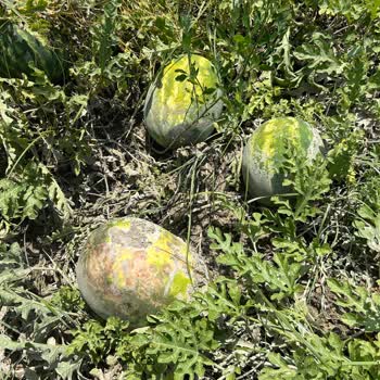 Sel Sonrası Hasar Oranının Düşük Hesaplanması Ve Eksper Raporlarıyla İlgili Mağduriyet