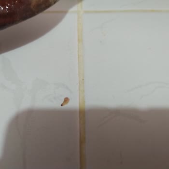 Aldığım Pirinçten Kurt Çıkması Tekrarlandı