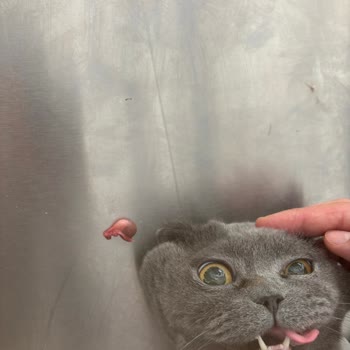 Maywell Veteriner Kliniği Kedim Kısırlaştırılmamış