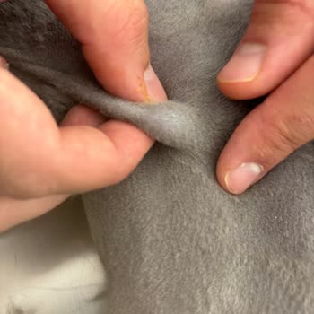 Maywell Veteriner Kliniği Kedim Kısırlaştırılmamış