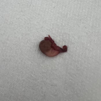 Maywell Veteriner Kliniği Kedim Kısırlaştırılmamış