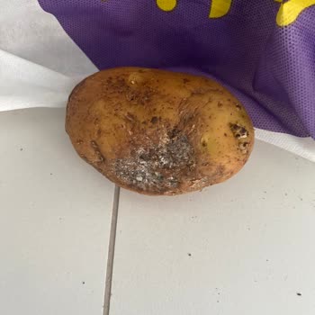 Getir Siparişim Geç Ve Erimiş Şekilde Teslim Edildi