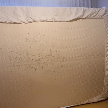 Yatsan King Koil Yatakta Küf Problemi Ve Yetersiz Servis Deneyimi