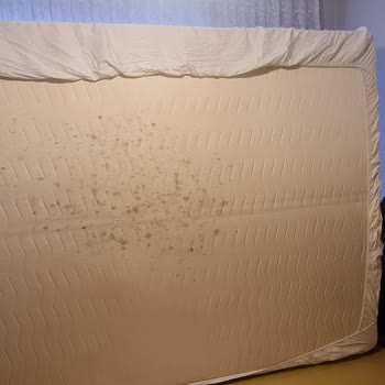 Yatsan King Koil Yatakta Küf Problemi Ve Yetersiz Servis Deneyimi