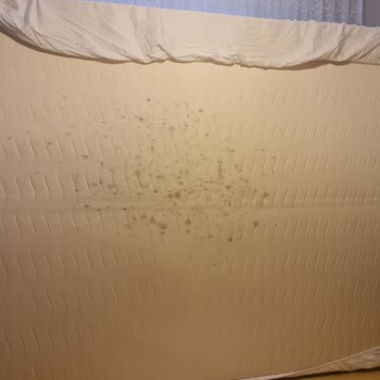 Yatsan King Koil Yatakta Küf Problemi Ve Yetersiz Servis Deneyimi