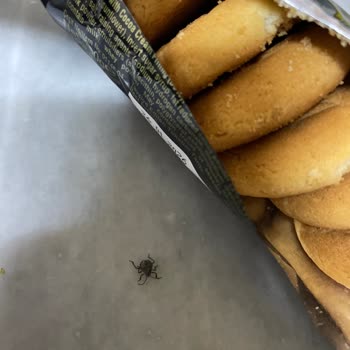 Aldığım Bisküvinin İçinden Böcek Çıktı, Büyük Hayal Kırıklığı Yaşadım