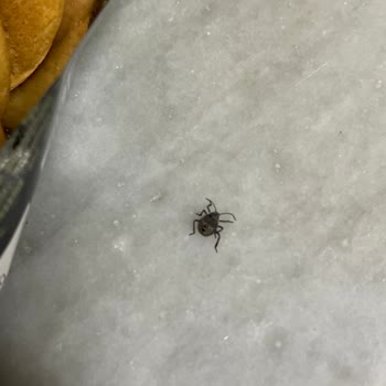 Aldığım Bisküvinin İçinden Böcek Çıktı, Büyük Hayal Kırıklığı Yaşadım