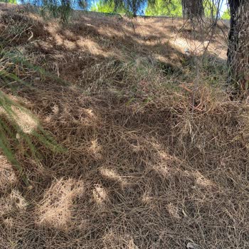 Çam Ağaçlarının Altındaki İğne Yaprakları Temizlenmezse Yangın Riski Artıyor: Belediyeden Acil Önlem Talebi