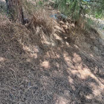 Çam Ağaçlarının Altındaki İğne Yaprakları Temizlenmezse Yangın Riski Artıyor: Belediyeden Acil Önlem Talebi