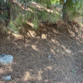 Çam Ağaçlarının Altındaki İğne Yaprakları Temizlenmezse Yangın Riski Artıyor: Belediyeden Acil Önlem Talebi