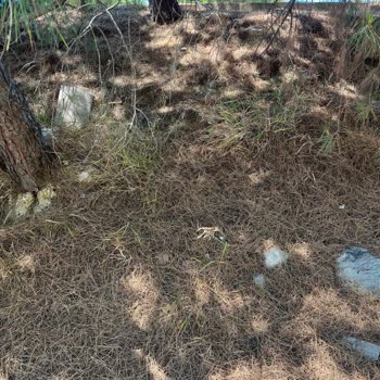 Çam Ağaçlarının Altındaki İğne Yaprakları Temizlenmezse Yangın Riski Artıyor: Belediyeden Acil Önlem Talebi