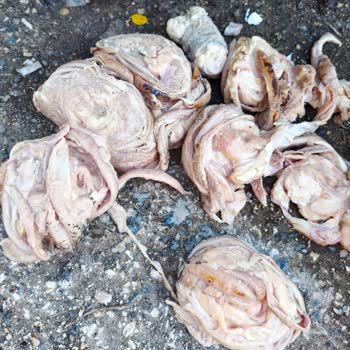 Kokorecizmir | İzmirkoko Bozulmuş Gelen Ürünler