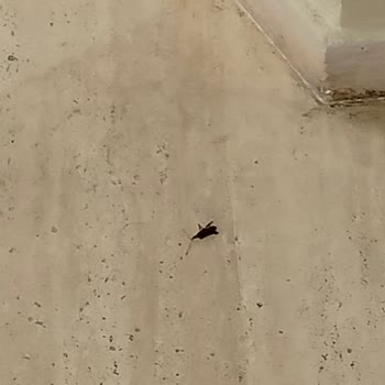 Kötü Hizmet, Hijyen Sorunları Ve Güvenlik Zafiyetiyle Hayal Kırıklığı