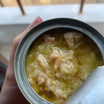 Superfresh Ton Balığında Bozulmuş Ve Katmanlı Ürün Hayal Kırıklığı