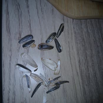 Amigo Çekirdeklerinde Boş Kabuk Sorunu Ve Kalite Eksikliği