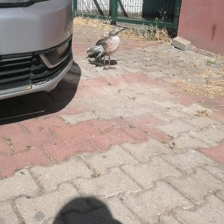 Yaralı Kuşun Durumu Hakkında Bilgi Alamamak Vicdan Azabı Yaşatıyor