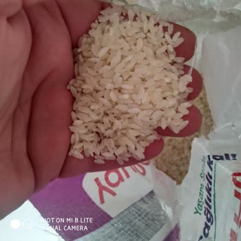 Yayla Osmancık Pirinçte Kurtlanma Sorunu Ve Hayal Kırıklığı