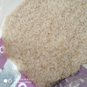 Yayla Osmancık Pirinçte Kurtlanma Sorunu Ve Hayal Kırıklığı