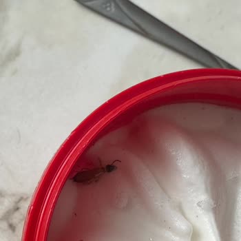 Dondurmanın İçinden Böcek Çıktı, Çocuğum Tehlike Atlattı