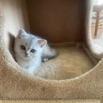 Satın Aldığım Yavru Kedinin Ölümünde Sorumluluk Alınmadı