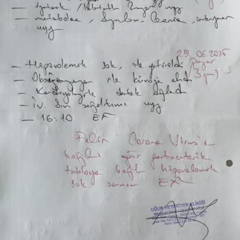 Satın Aldığım Yavru Kedinin Ölümünde Sorumluluk Alınmadı