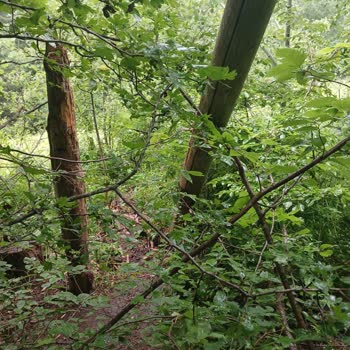 Kırık Elektrik Direkleri Ve İlgisizlik Nedeniyle Mahallemizde Sürekli Elektrik Kesintisi Ve Yangın Riski