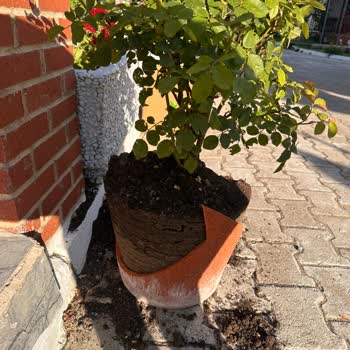 Yurtiçi Kargo Teslimat Sırasında Saksım Kırıldı, Zararım Karşılanmadı