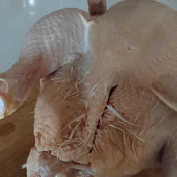 Erpiliç Tavukta Hijyen Ve Kontrol Eksikliği